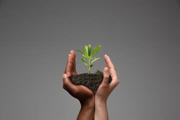 New Beginnings sprouting plant